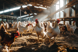 Boer Karelvwijk Stock Photo Of A Chicken Farm. There Are Multiple D80abbf1 Af4b 437f 9e90 6cafaf564f6e 2 300x200