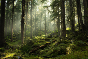 karelvwijk 88751 photo of a forest volumetric light ar 32 46a77c34 80b3 4db3 b190 bc055688d82e 1