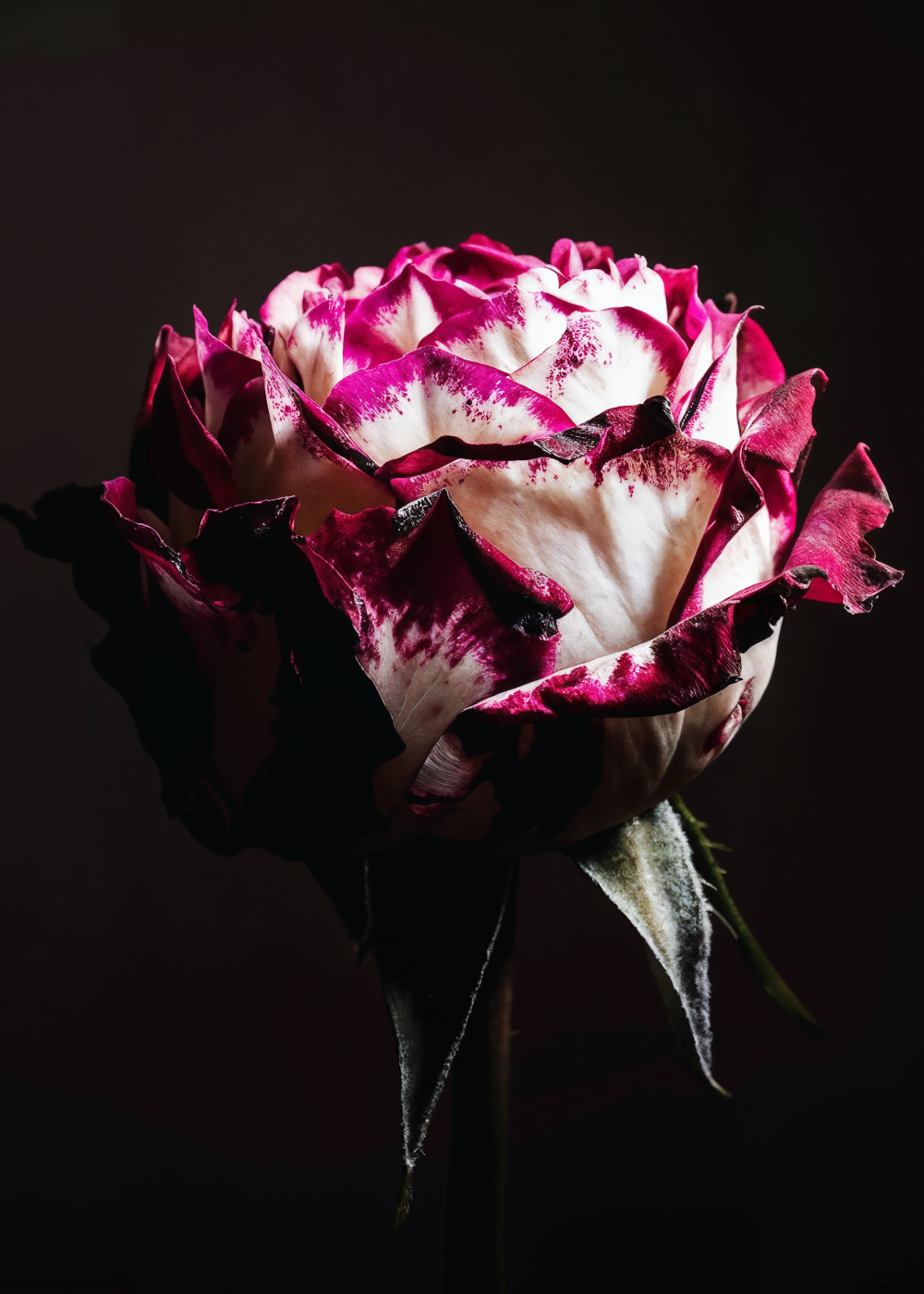 Flower_karelvwijk